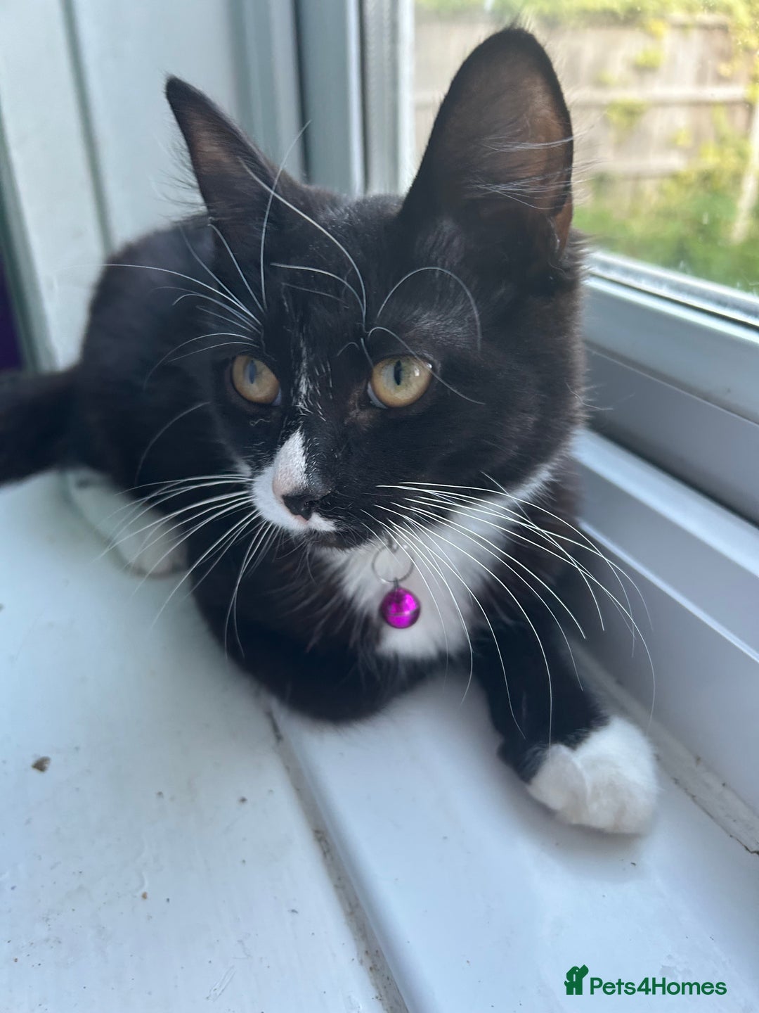 Mixed Breed cats for sale: Female kitten looking for home - Image 12