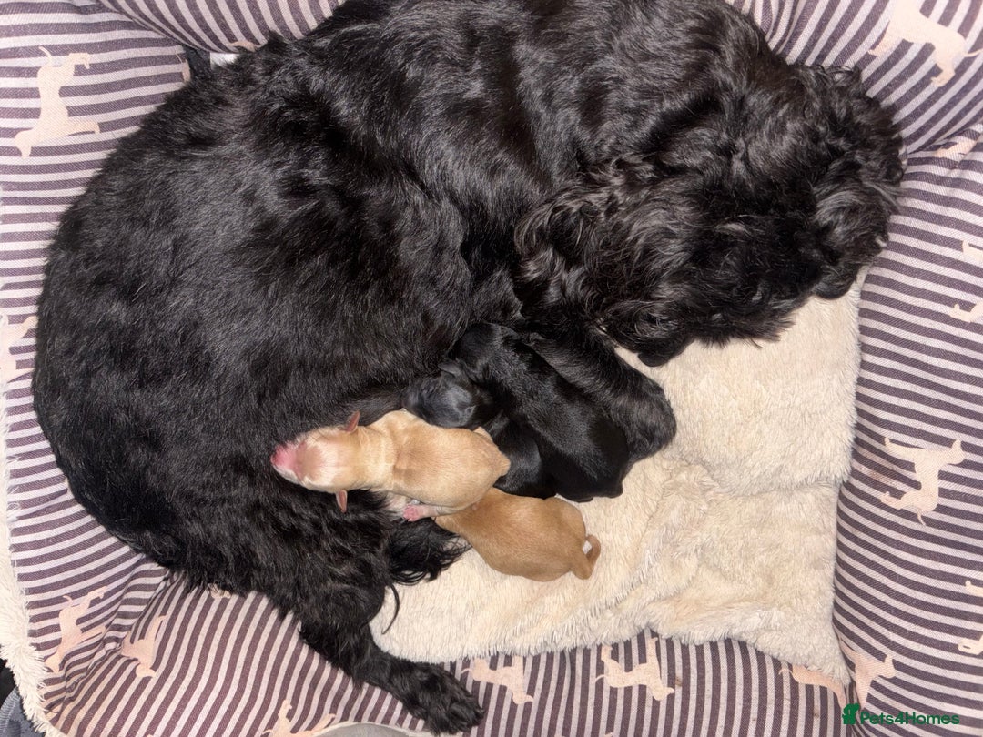 Mixed Breed dogs for sale: Cockapoochon puppies - Advert 15