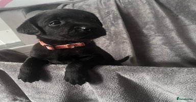 Labrador Retriever dogs - Advert 1