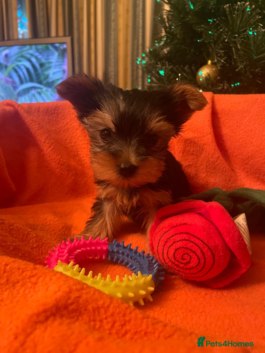 Yorkshire Terrier dogs for sale: One Yorkie left!! Kc registered  - Advert 10