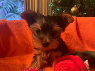 Yorkshire Terrier dogs ✨KC female Yorkies ozmillion champion✨ - Advert 7