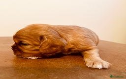 Cavalier King Charles Spaniel dogs for sale: Stunning KC Cavalier King Charles Spaniel Puppies. - Image 13