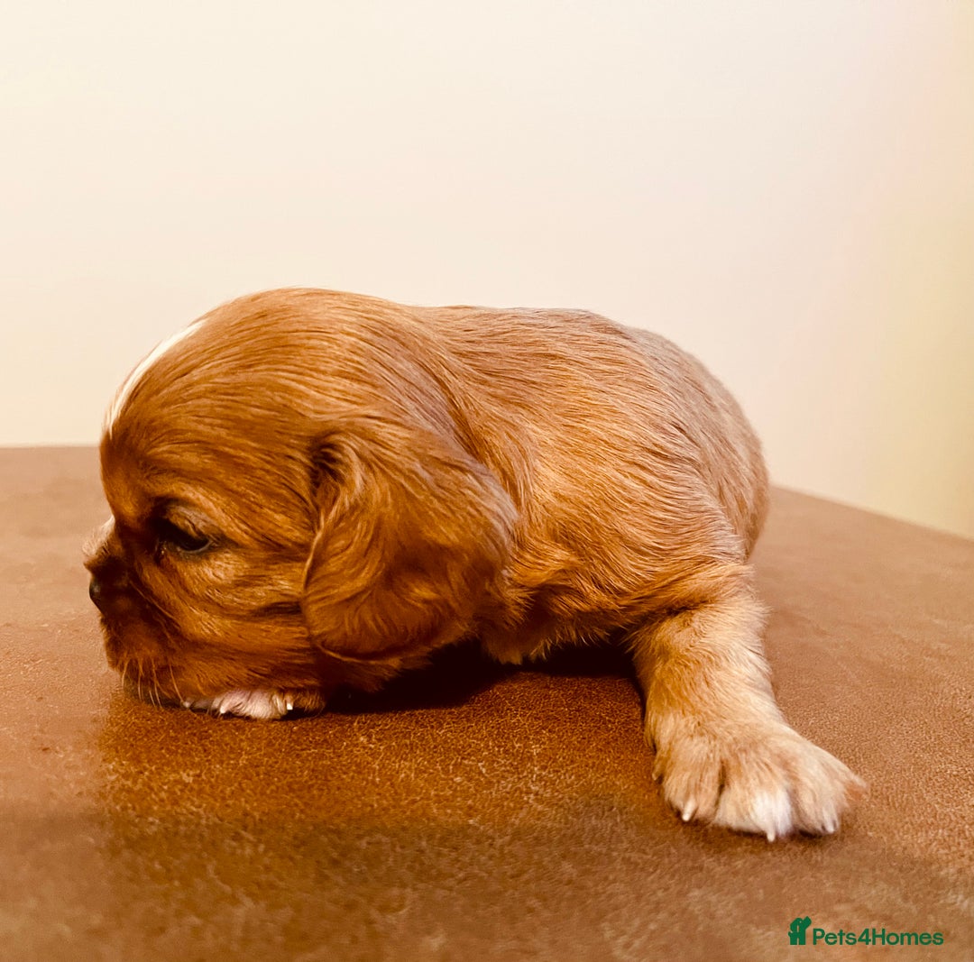 Cavalier King Charles Spaniel dogs for sale: Stunning KC Cavalier King Charles Spaniel Puppies. - Image 13