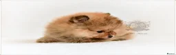 Pomeranian dogs for sale: MINIATURE POMERANIAN PUPPIES - Advert 11