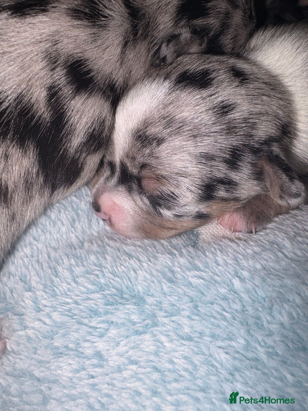 Chihuahua dogs for sale: Beautiful Merle Chihuahua Puppies 🐶  - Advert 9