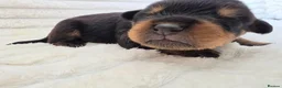 Rottweiler dogs for sale: Healthy & Chunky Family Raised Rottweiler Puppies - Advert 18