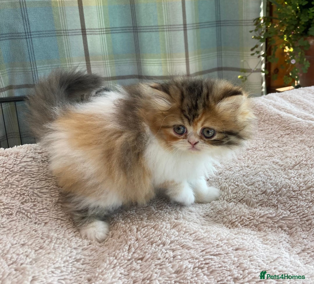 Persian cats for sale: Fluffy Persian Exotic kittens - Image 18