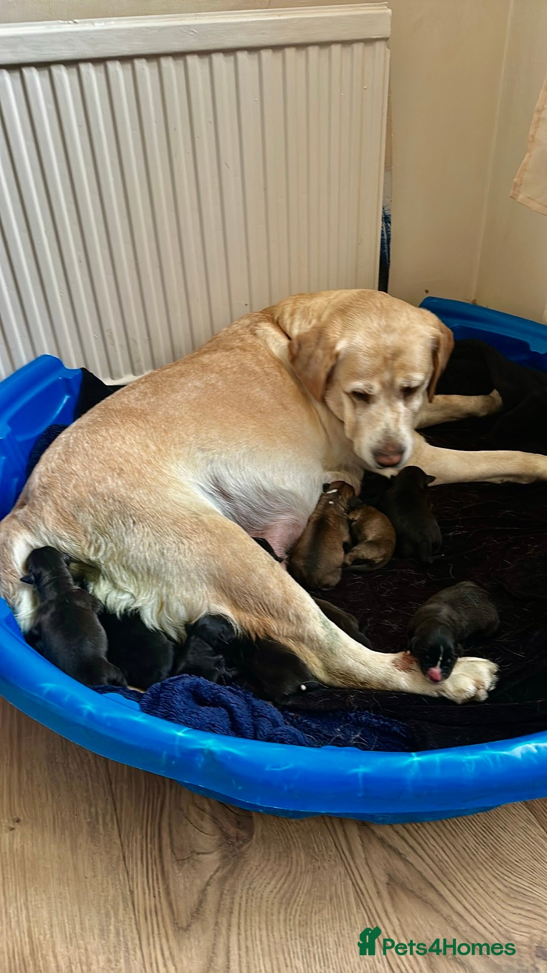 Mixed Breed dogs for sale: Lab- Cane Corso Puppies Looking for Loving Homes - Advert 33