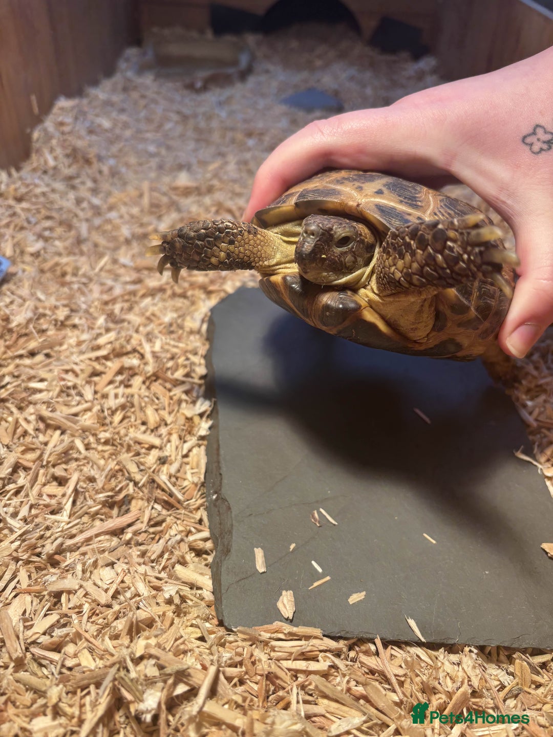 Tortoise reptiles for sale: Pedro the Horsefield Tortoise - Advert 4