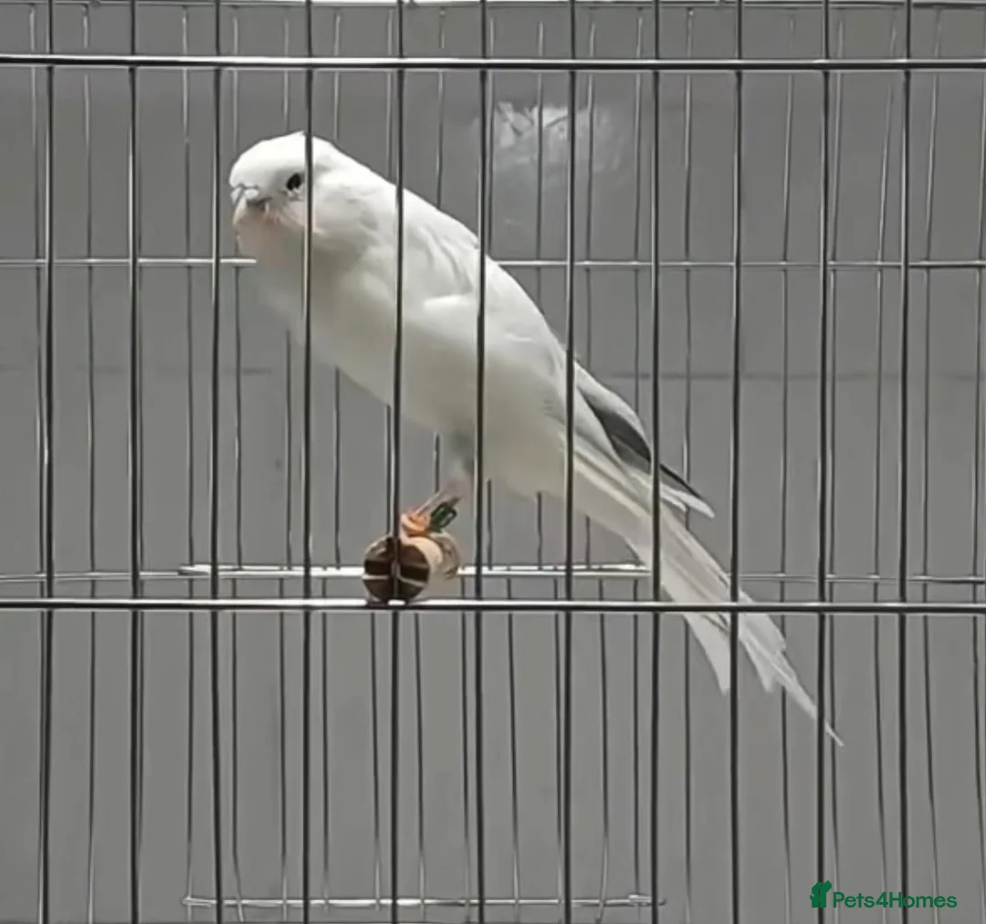 Canaries birds for sale: x2 Persian males canaryes 2026 - Advert 2
