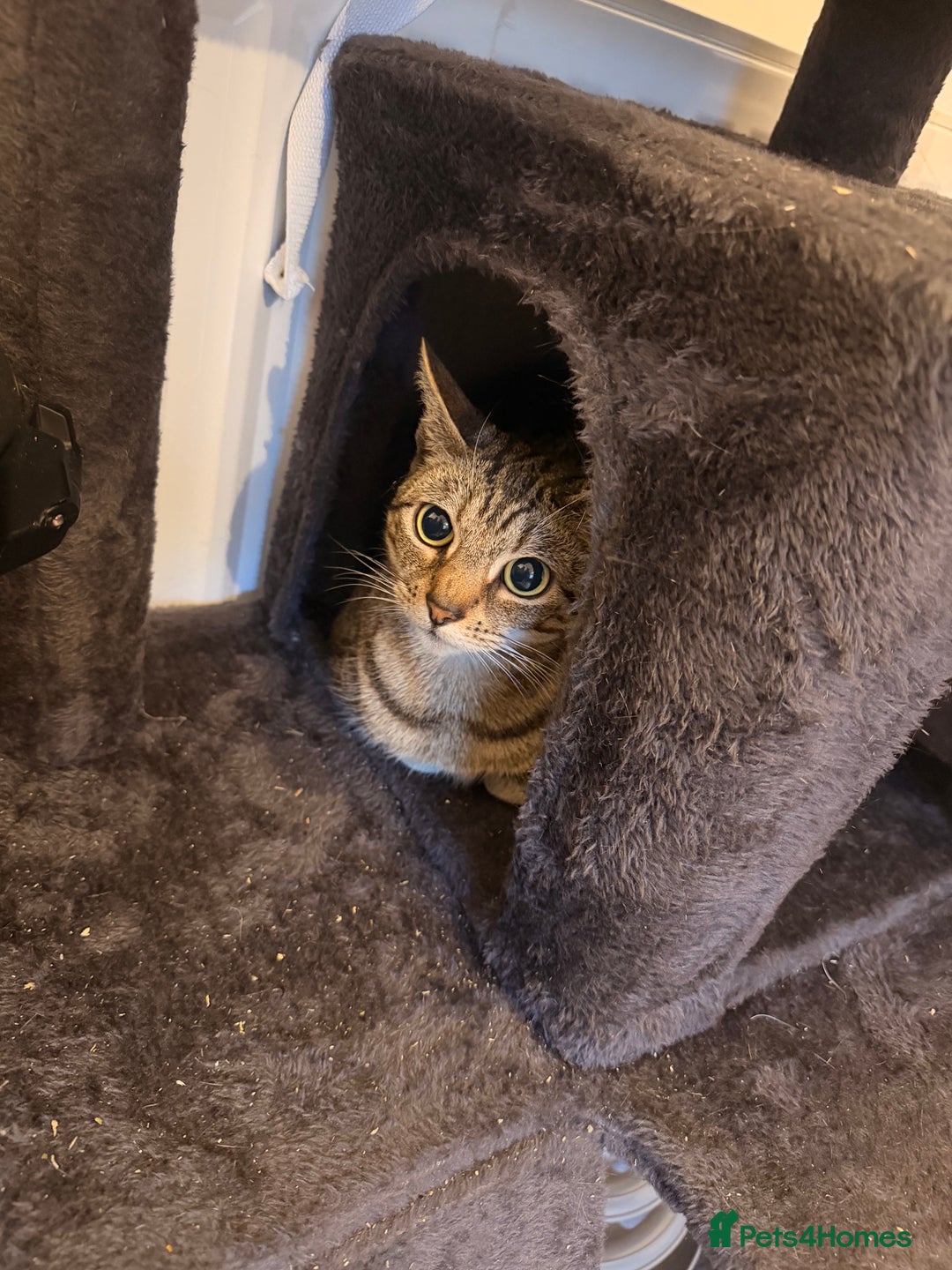 Mixed Breed cats for sale: Must go together! - Advert 4