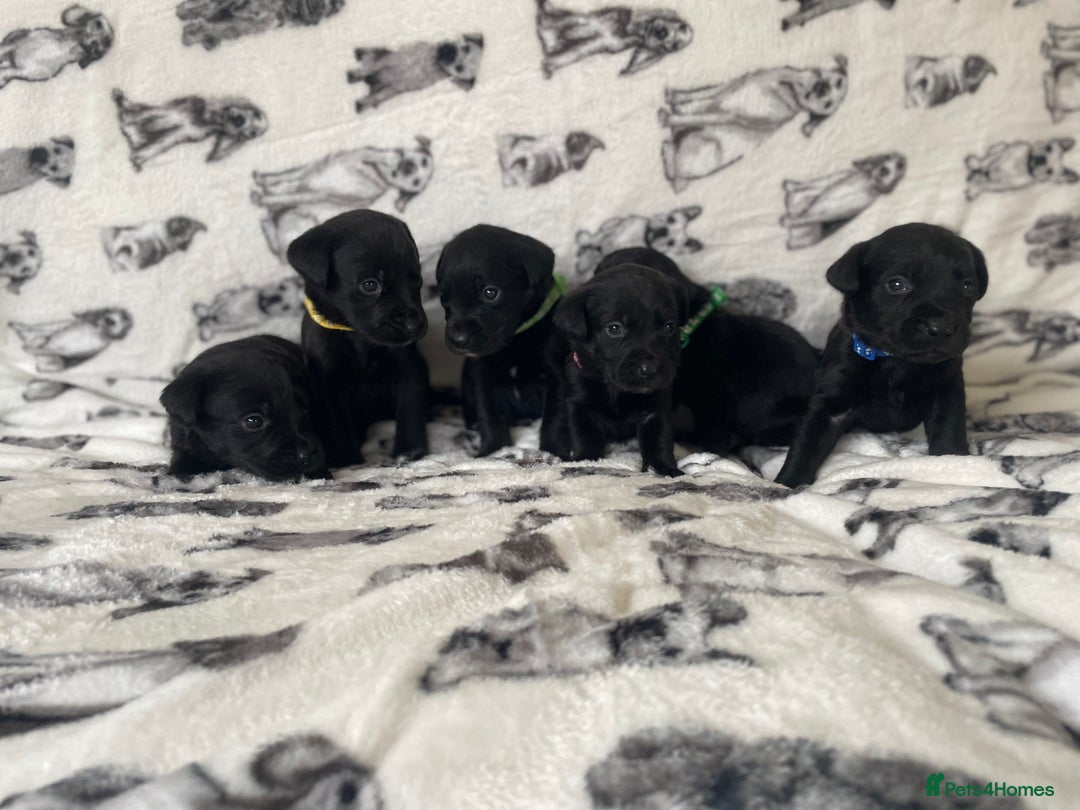 Labrador Retriever dogs for sale: Beautiful Labrador puppy’s  - Advert 1