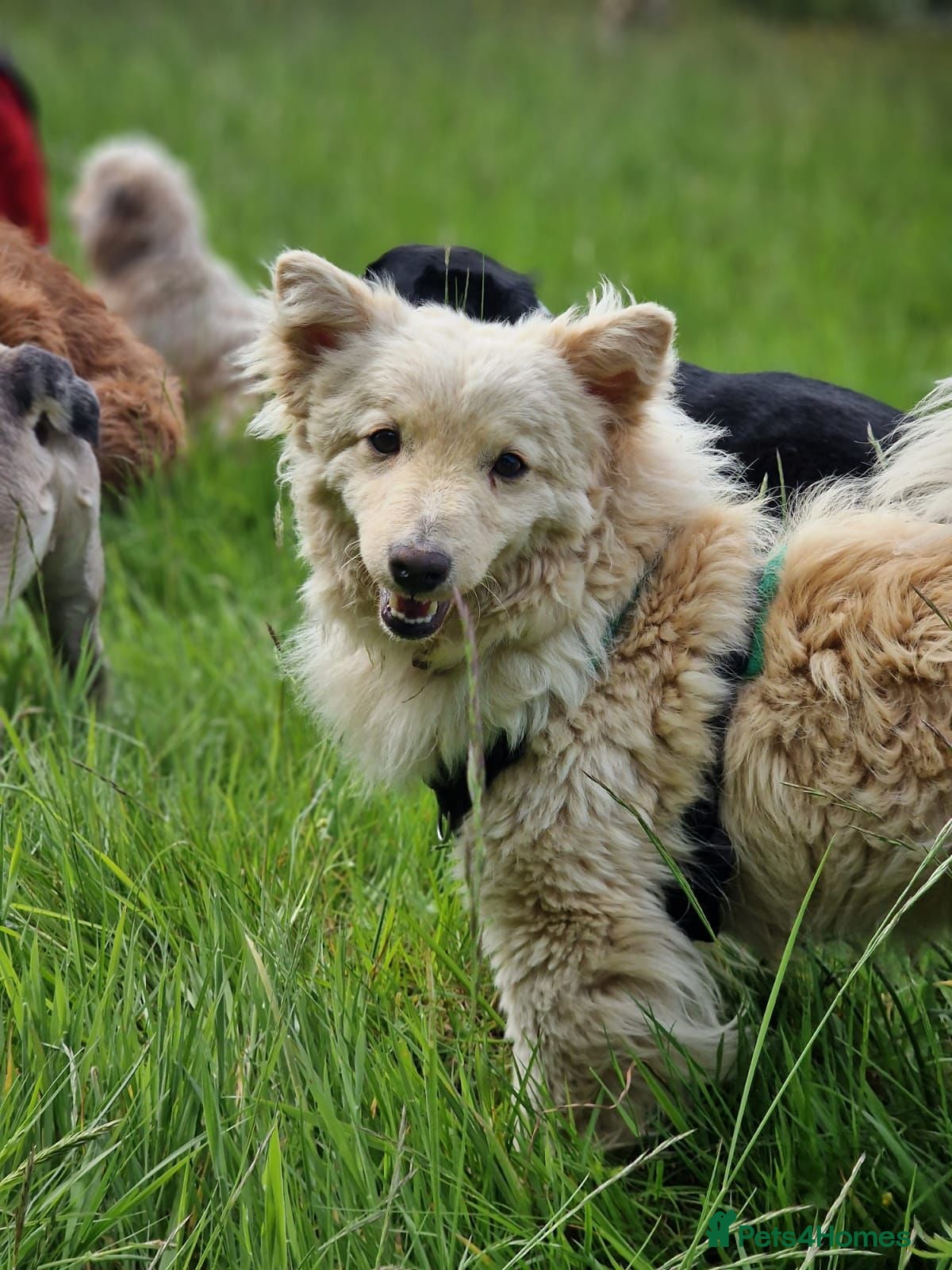 Mixed Breed dogs Cute Martin looking for a home in Salisbury - Advert 14