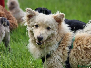 Mixed Breed dogs in Salisbury - Advert 26