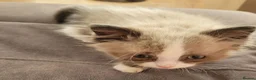 Ragdoll cats for sale: Male Ragdoll kitten AVAILABLE NOW - Advert 4