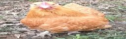 Chickens poultry for sale: POL Chickens stunning Purebreeds for sale in Callington - Advert 6