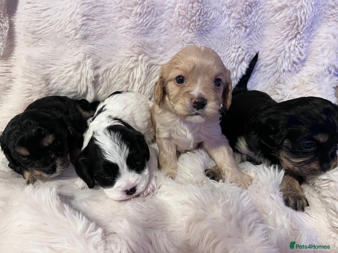Cavapoo dogs for sale: STUNNING F1b REVERSE Cavapoos - Advert 12