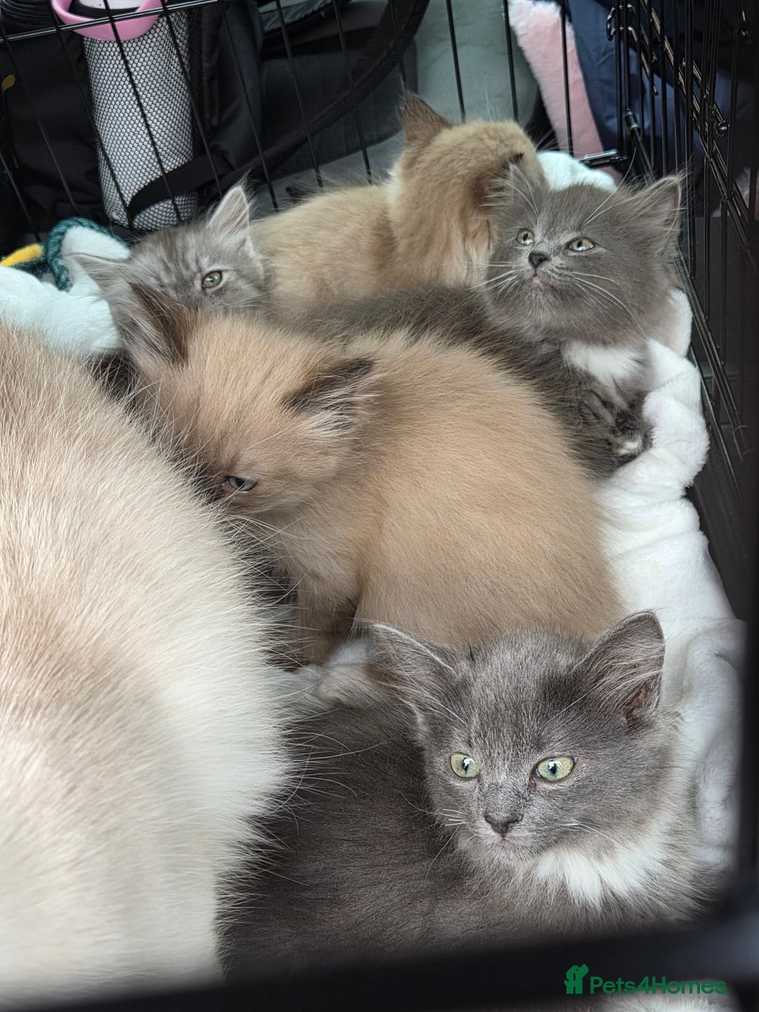 Ragdoll cats for sale: Beautiful ragdoll kittens for sale  - Advert 4
