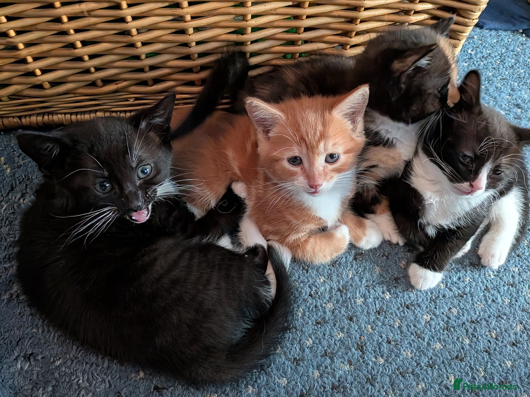 Mixed Breed cats Beautiful domestic x ragdoll kittens  - Advert 11