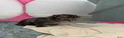 Mixed Breed cats for sale: Main coon x kittens  - Advert 10
