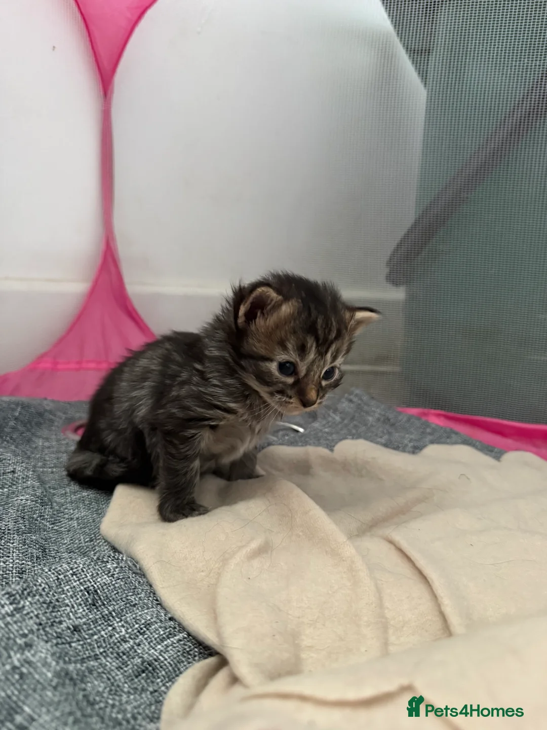 Mixed Breed cats for sale: Main coon x kittens  - Advert 10