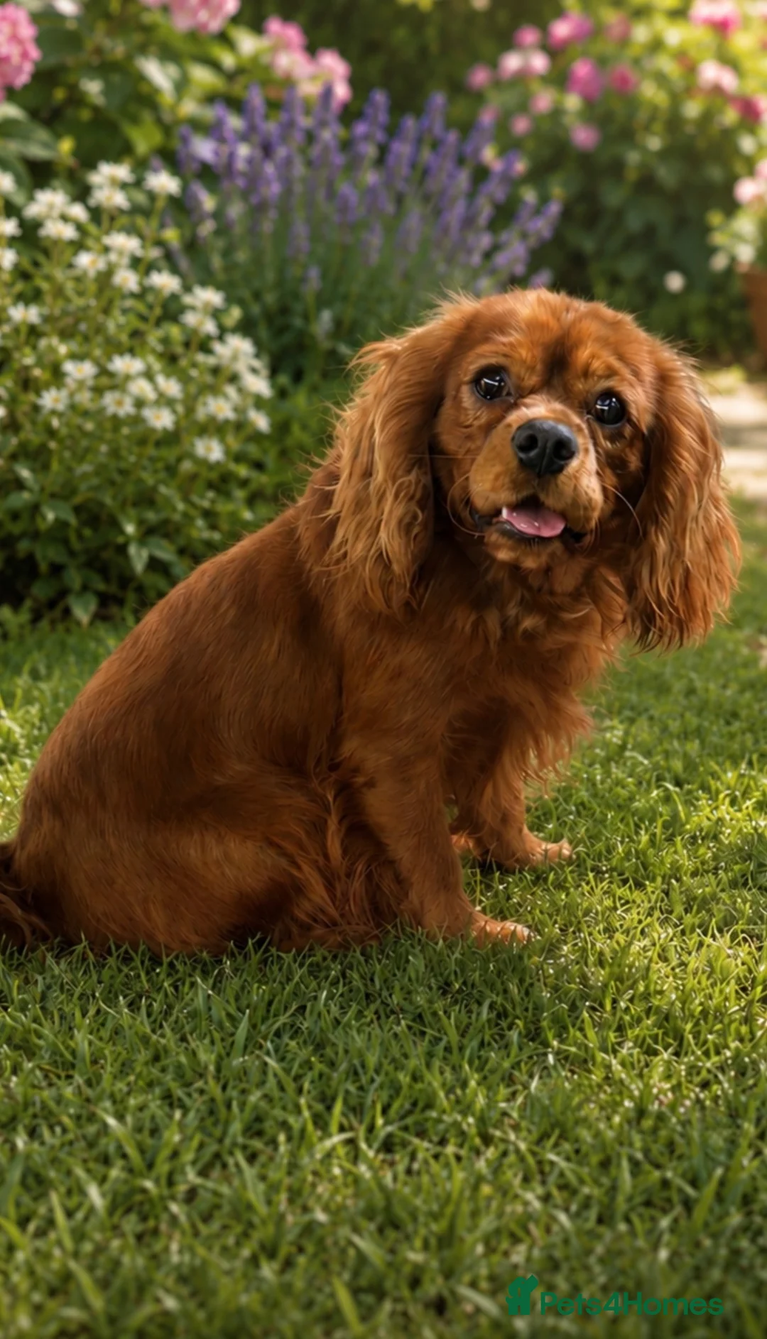 Cavapoo dogs for sale: DNA tested Dark red F1 cavapoo pups  - Advert 40