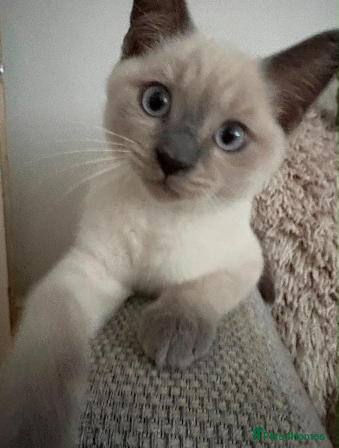 Siamese cats for sale: Male Siamese Cross Maine coon?  - Advert 2