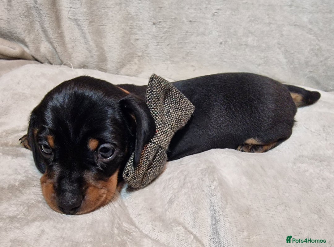 Miniature Dachshund dogs for sale: Champion bloodlines excellent quality KC miniature - Advert 32