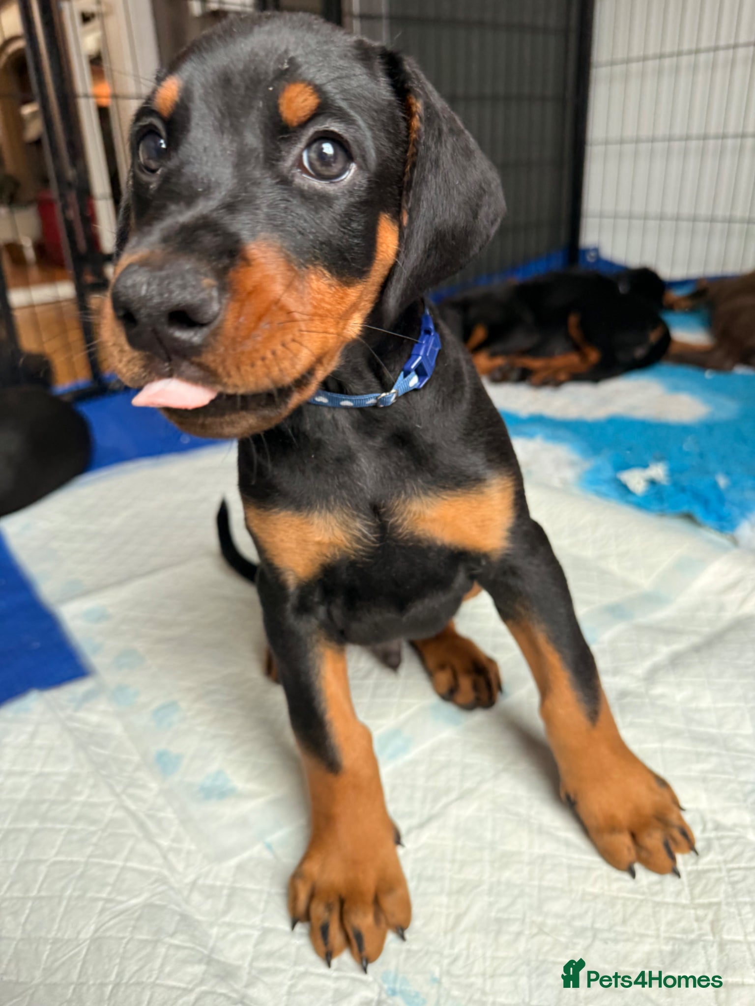 Dobermann dogs for sale: Last black boy Available  - Advert 3