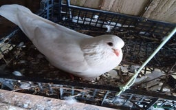 Pigeons birds for sale: Pigeons - Image 9