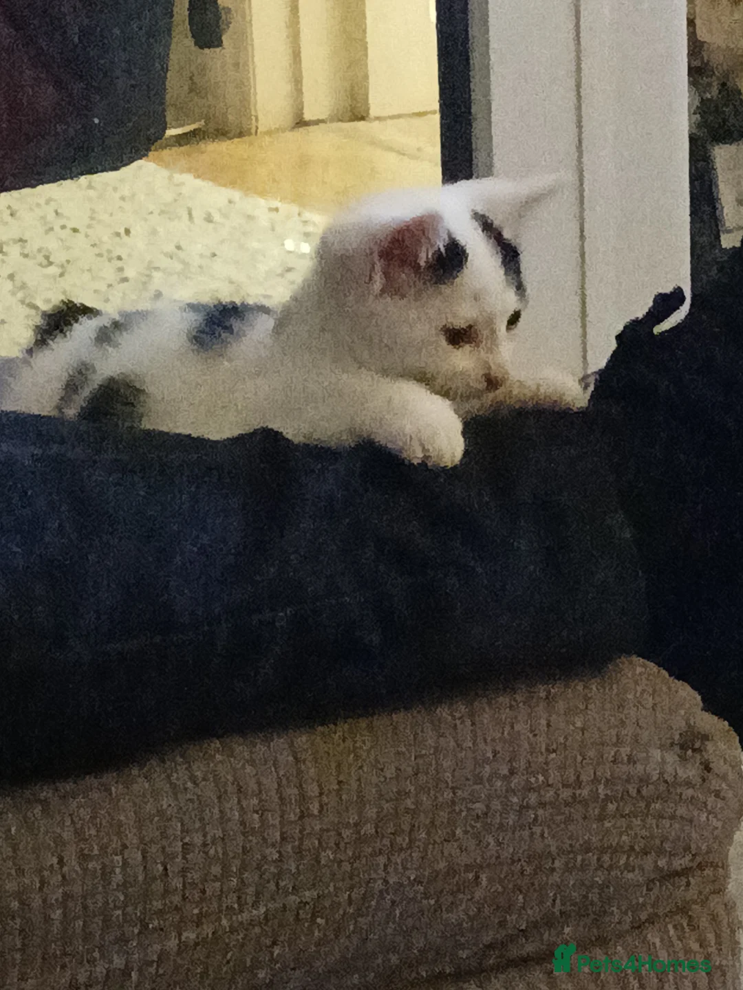 Mixed Breed cats for sale: 3 beautiful kittens  - Advert 3