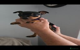 Miniature Pinscher dogs for sale: Beautiful Miniature pinscher Puppies  - Image 19
