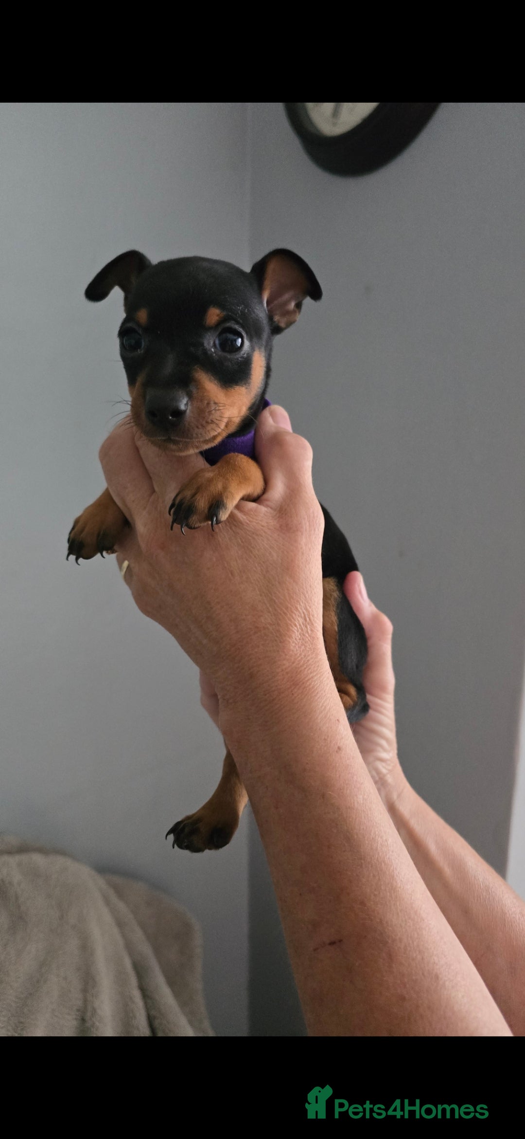 Miniature Pinscher dogs for sale: Beautiful Miniature pinscher Puppies  - Image 19