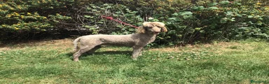 Standard Poodle, health tested, ready now