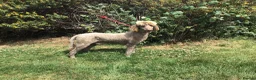 Standard Poodle dogs for sale: Stunning KC Standard Poodle..health tested - Advert 8