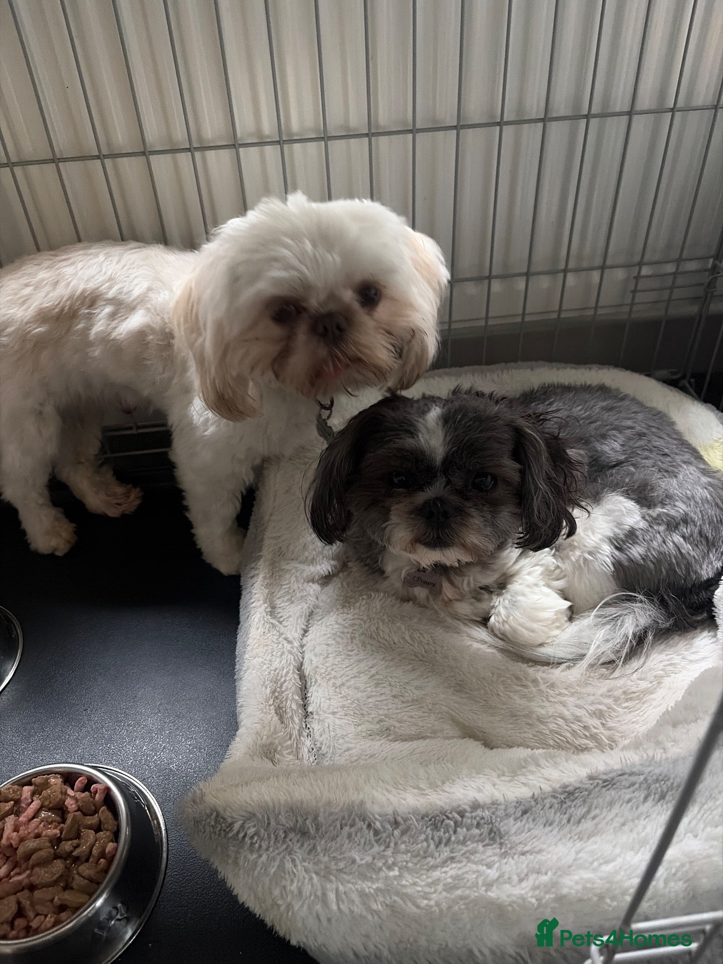 Shih Tzu dogs Boy and girl Shih Tzu for sale  - Advert 21