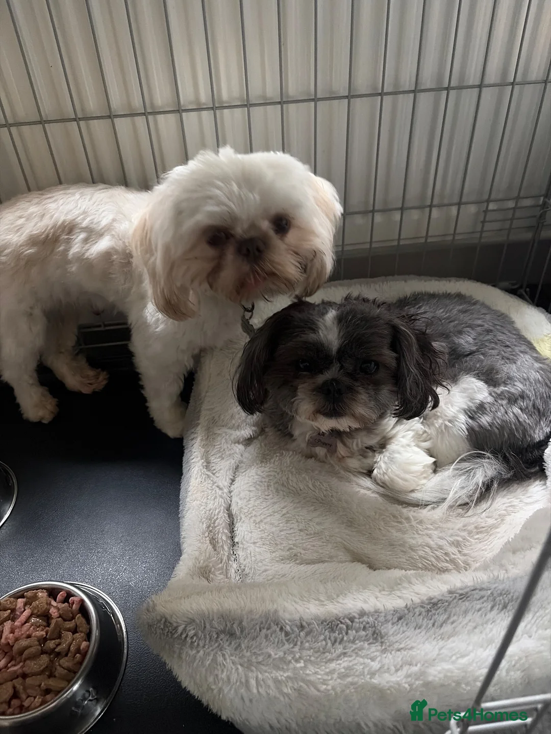 Shih Tzu dogs for sale: Boy and girl Shih Tzu for sale  - Advert 1