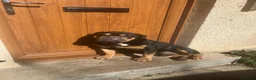 English Bulldog dogs for sale: Stanley  in Pontypool - Advert 2