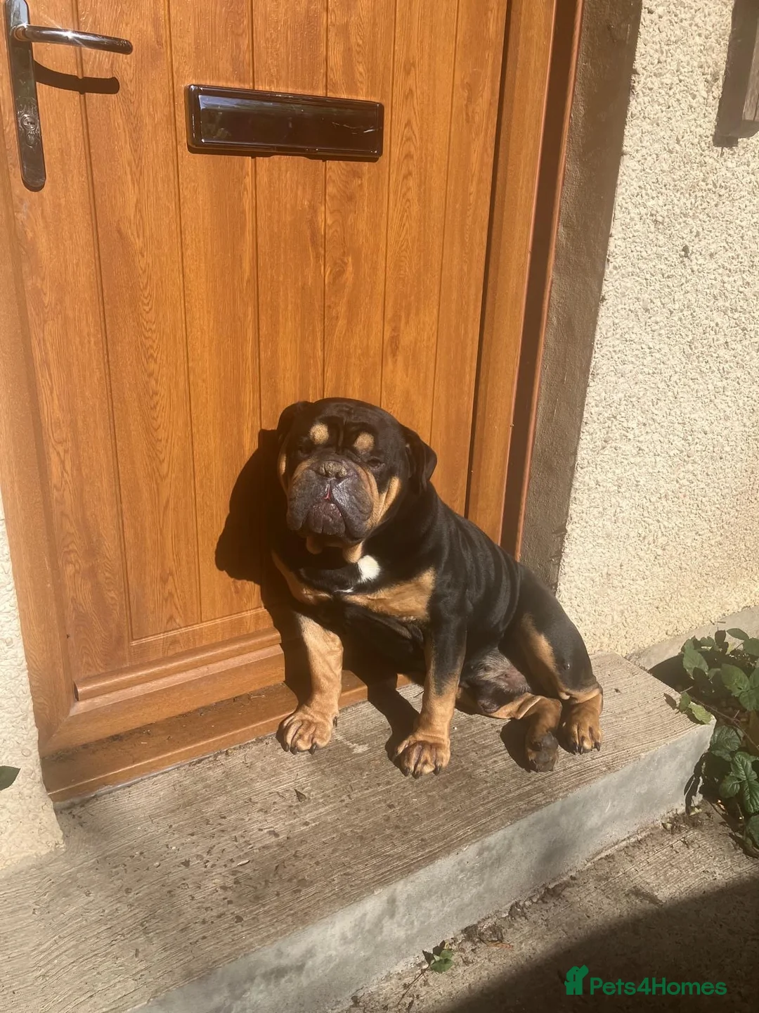 English Bulldog dogs for sale: Stanley  in Pontypool - Advert 2