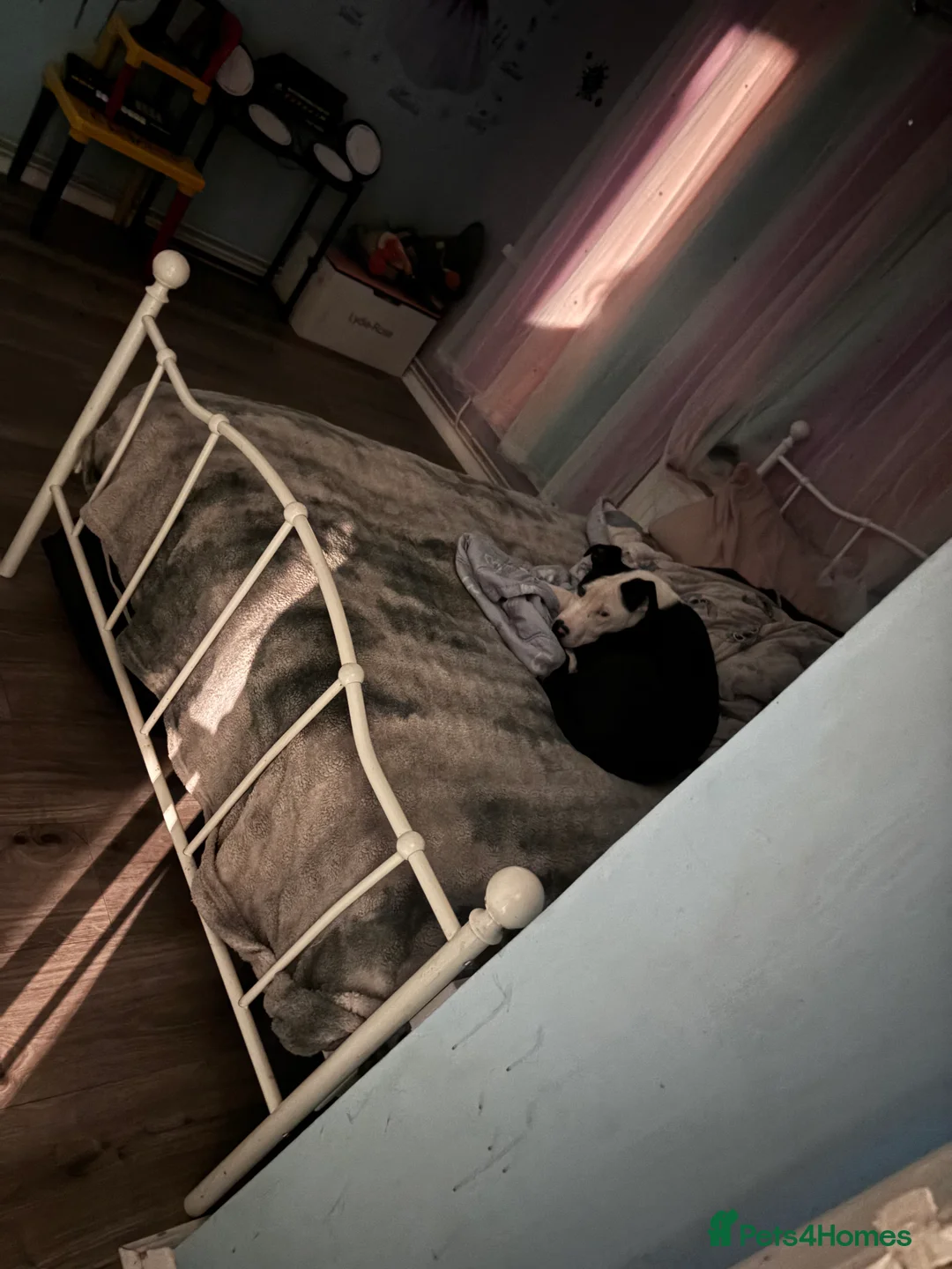 Mixed Breed dogs for sale: Bull mastiff cross staff female  - Advert 6