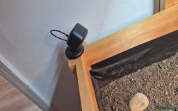 Tortoise reptiles for sale: Horsfield tortoise for sale - Image 6