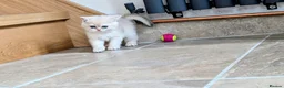British Shorthair cats for sale: Fantastic boy and very nice girl  - Advert 15