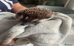 Pygmy Hedgehog rodents for sale: 2x female and 1x male hedgehogs  - Image 12