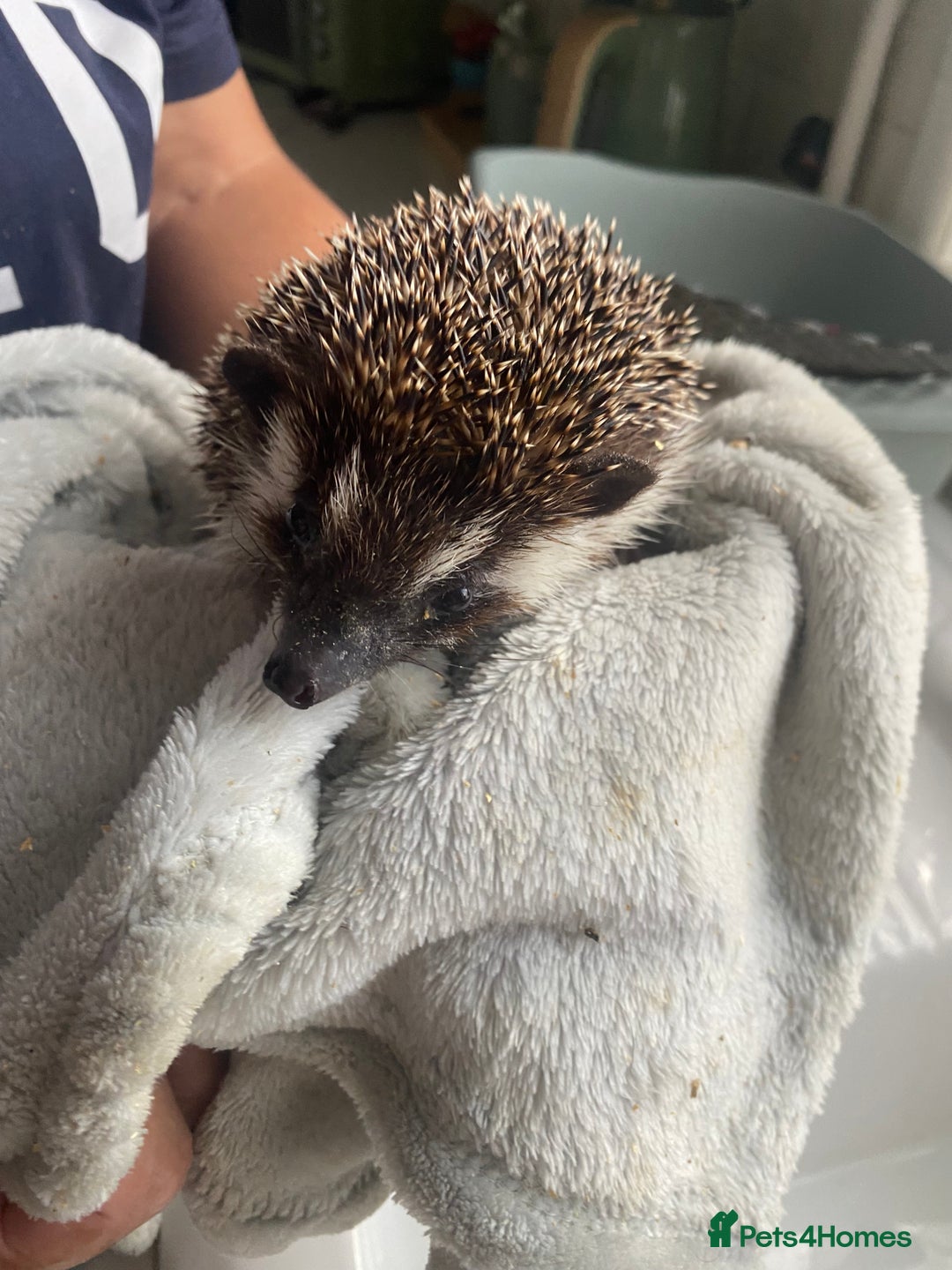 Pygmy Hedgehog rodents for sale: 2x female and 1x male hedgehogs  - Image 12