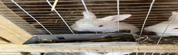 New Zealand rabbits for sale: Pure New Zealand Whites - Advert 3