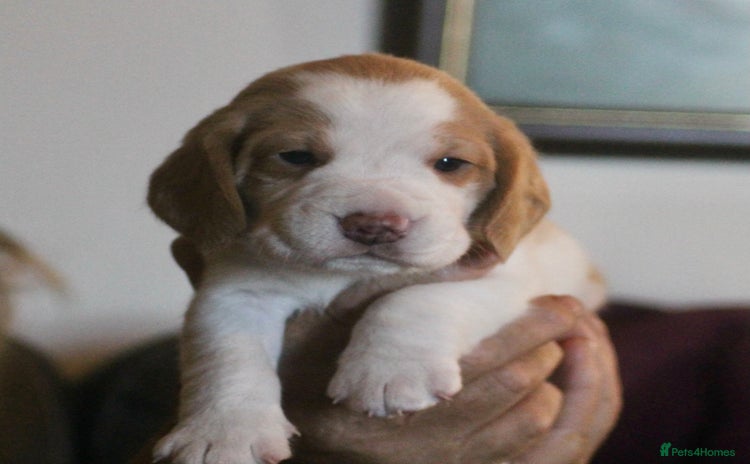 Beagle dogs - Advert 7