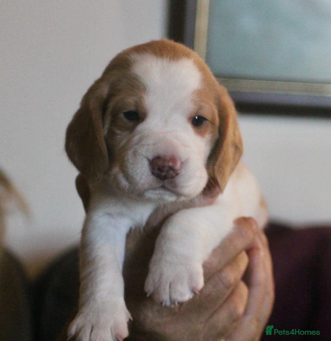 Beagle dogs for sale: 2 Kennel Club Reg TAN & WHITE BEAGLE BOYS - Image 1