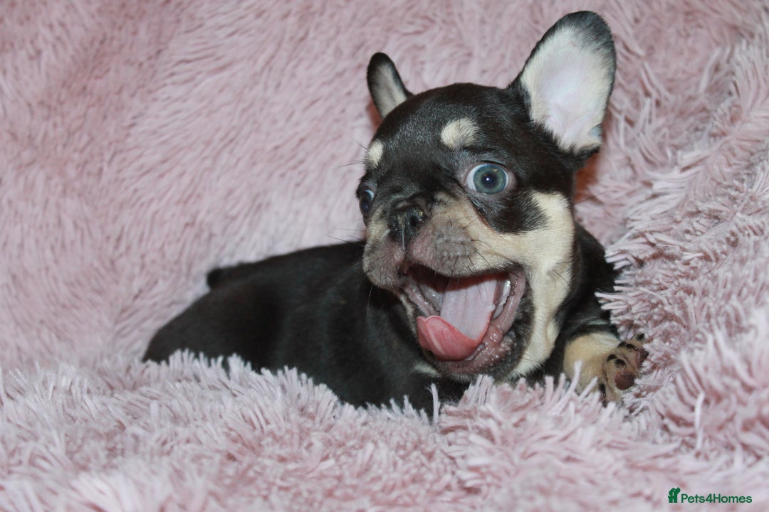 French Bulldog dogs for sale: ULTRA RARE - RAINBOW LITTER NON FLUFFY FRENCHIES - Advert 31