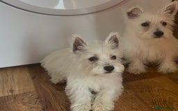 West Highland Terrier dogs for sale: Champion blood lines Westhighland terrier puppies  - Image 2