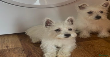 West Highland Terrier dogs - Advert 10